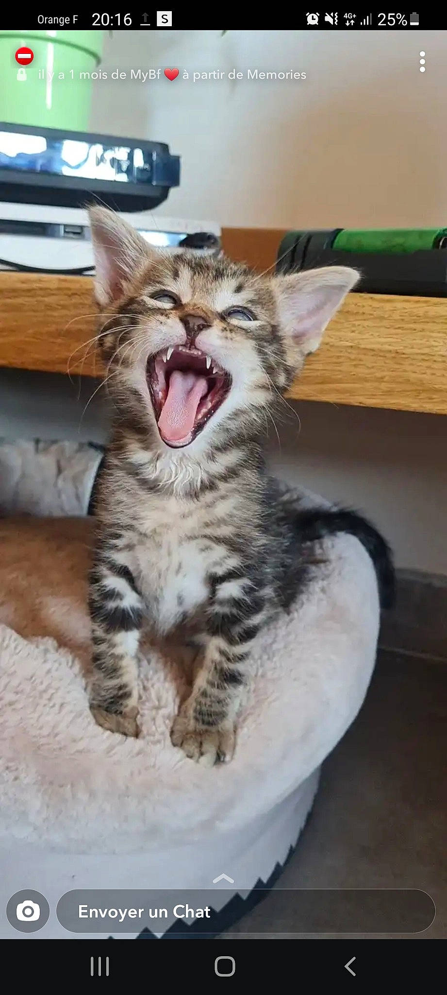 Scotch a rejoint le concours — aidez-le/la à gagner de superbes lots ! carnivore, cat, claw, comfort, computer_keyboard, domestic_short_haired_cat, door, eye, fang, felidae, foot, fur, jaw, paw, small_to_medium_sized_cats, snout, terrestrial_animal, whiskers, window, yawn