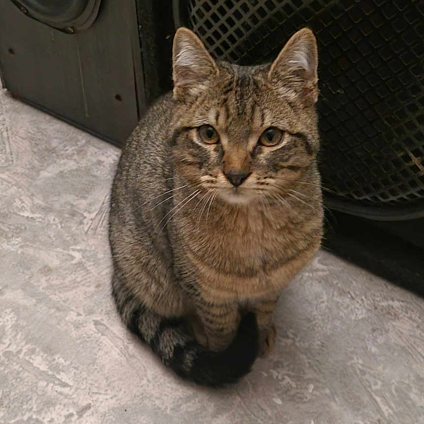 Aïco participe au concours pour gagner de l'argent avec cette photo : animal, brown, cat, closeup, curious, cute, domestic, ears, feline, floor, gray, indoor, looking, mammal, pet, sitting, speaker, striped, tabby, whiskers