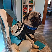 Cookie participe au concours pour gagner de l'argent avec cette photo : animal, backpack, blue_collar, canine, chair, cute, decor, dog, domestic_animal, floor, furniture, home, indoor, leash, pet, portrait, pug, sitting, small_dog, wood_floor