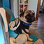 animal, backpack, blue_collar, canine, chair, cute, decor, dog, domestic_animal, floor, furniture, home, indoor, leash, pet, portrait, pug, sitting, small_dog, wood_floor