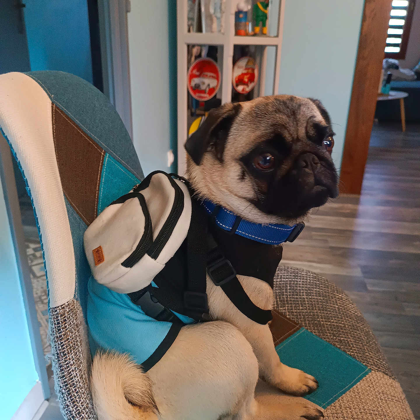 Cookie participe au concours pour gagner de l'argent avec cette photo : animal, backpack, blue_collar, canine, chair, cute, decor, dog, domestic_animal, floor, furniture, home, indoor, leash, pet, portrait, pug, sitting, small_dog, wood_floor