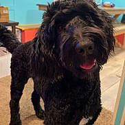 Bentley is registered to the contest to win money with this photo: dog, black_dog, curly_fur, indoor, carpet, tongue_out, pet, animal, friendly, curious, table, window, blinds, blue_wall, floor, furniture, home, cozy, mammal, domestic_animal