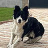 Sydney a rejoint le concours — aidez-le/la à gagner de superbes lots ! dog, border_collie, black_and_white, sitting, outdoor, pathway, stone, pet, animal, fur, ears, alert, grass, building, door, sidewalk, daylight, canine, companion, nature