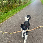 Sydney participe au concours pour gagner de l'argent avec cette photo : dog, black_and_white, stick, path, forest, trees, grass, outdoor, nature, animal, pet, walking, canine, road, leaf, playful, daylight, exercise, happy, scenery