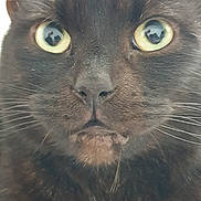 Moon joined the competition — help win amazing prizes! animal, black_cat, cat, close_up, closeup, curious, expression, eyes, face, feline, fur, indoor, looking, mustache, muzzle, nose, pet, portrait, reflection, whiskers