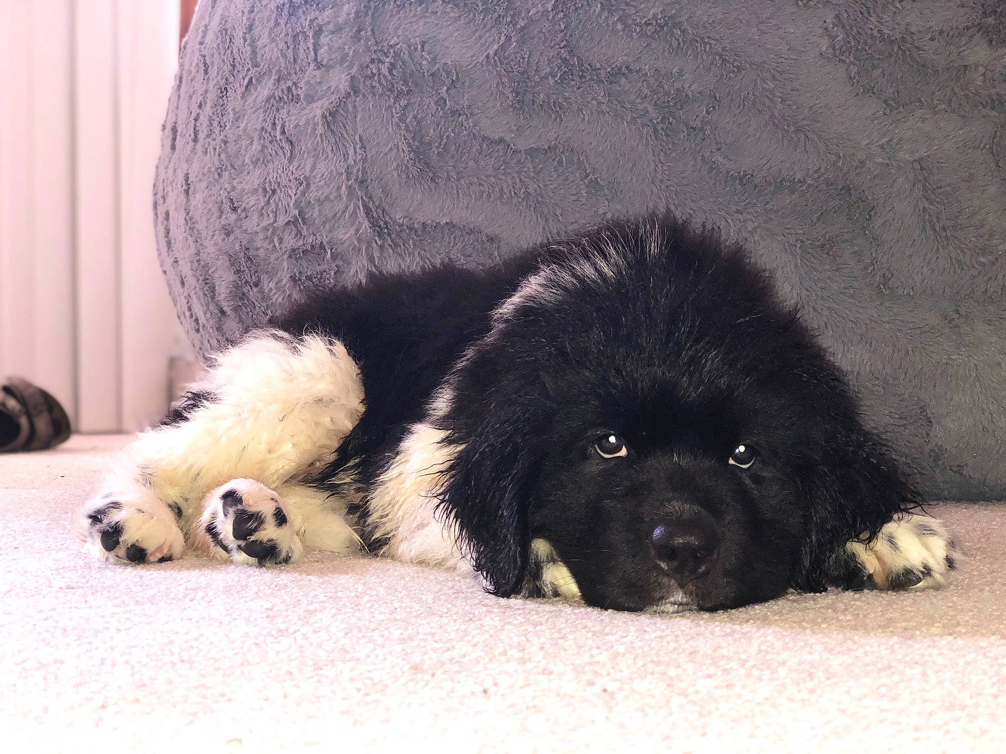 Tobie is registered to the contest to win money with this photo: borador, bored, canidae, carnivore, comfort, companion_dog, curtain, dog, dog_breed, fur, non_sporting_group, paw, puppy, snout, sporting_group, terrestrial_animal, toy_dog, working_animal