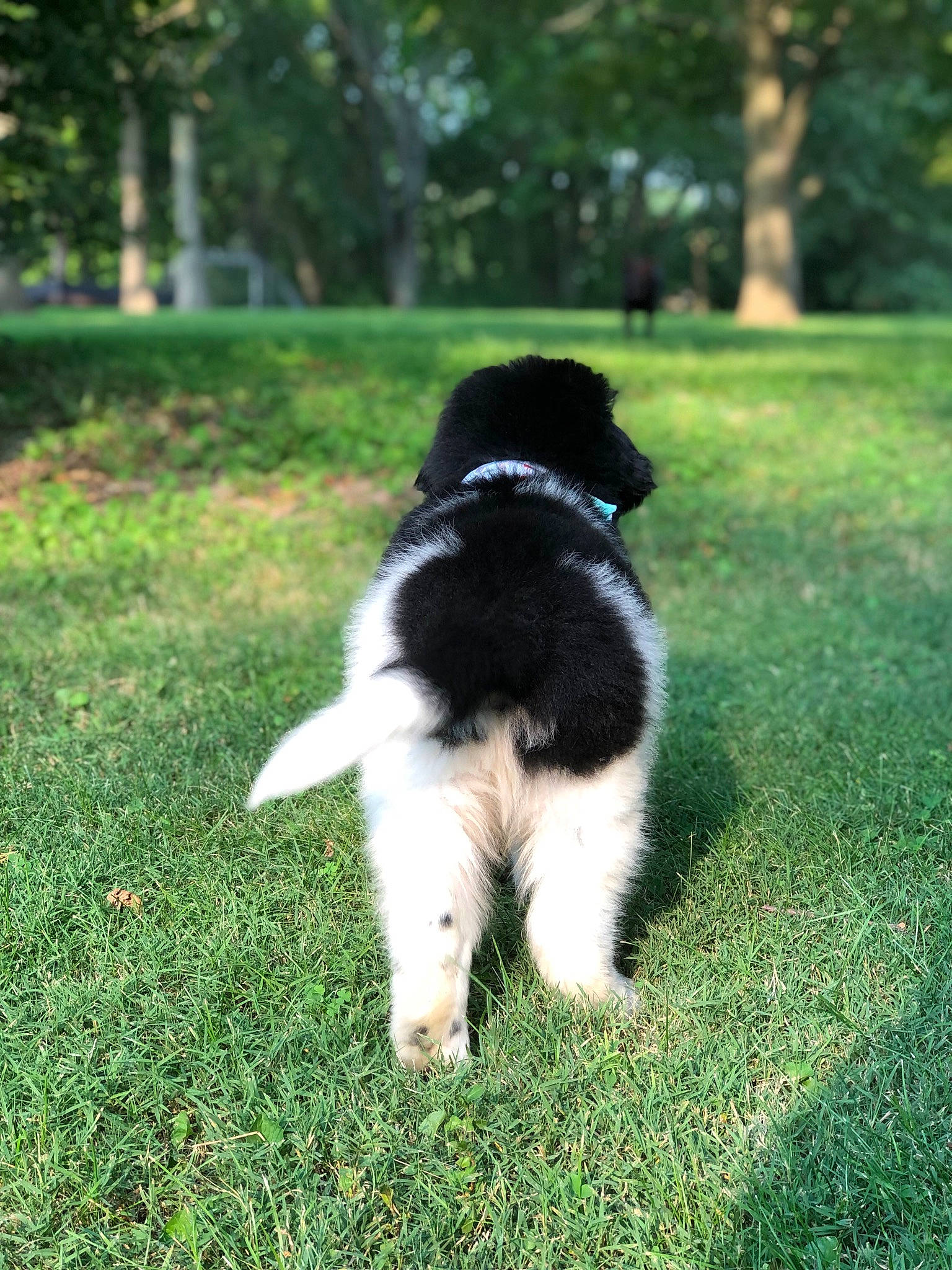 Tobie is registered to the contest to win money with this photo: canidae, carnivore, collar, companion_dog, dog, dog_breed, fur, grass, grassland, gun_dog, plant, shadow, shrub, sporting_group, tail, terrestrial_animal, toy_dog, tree, working_animal, working_dog
