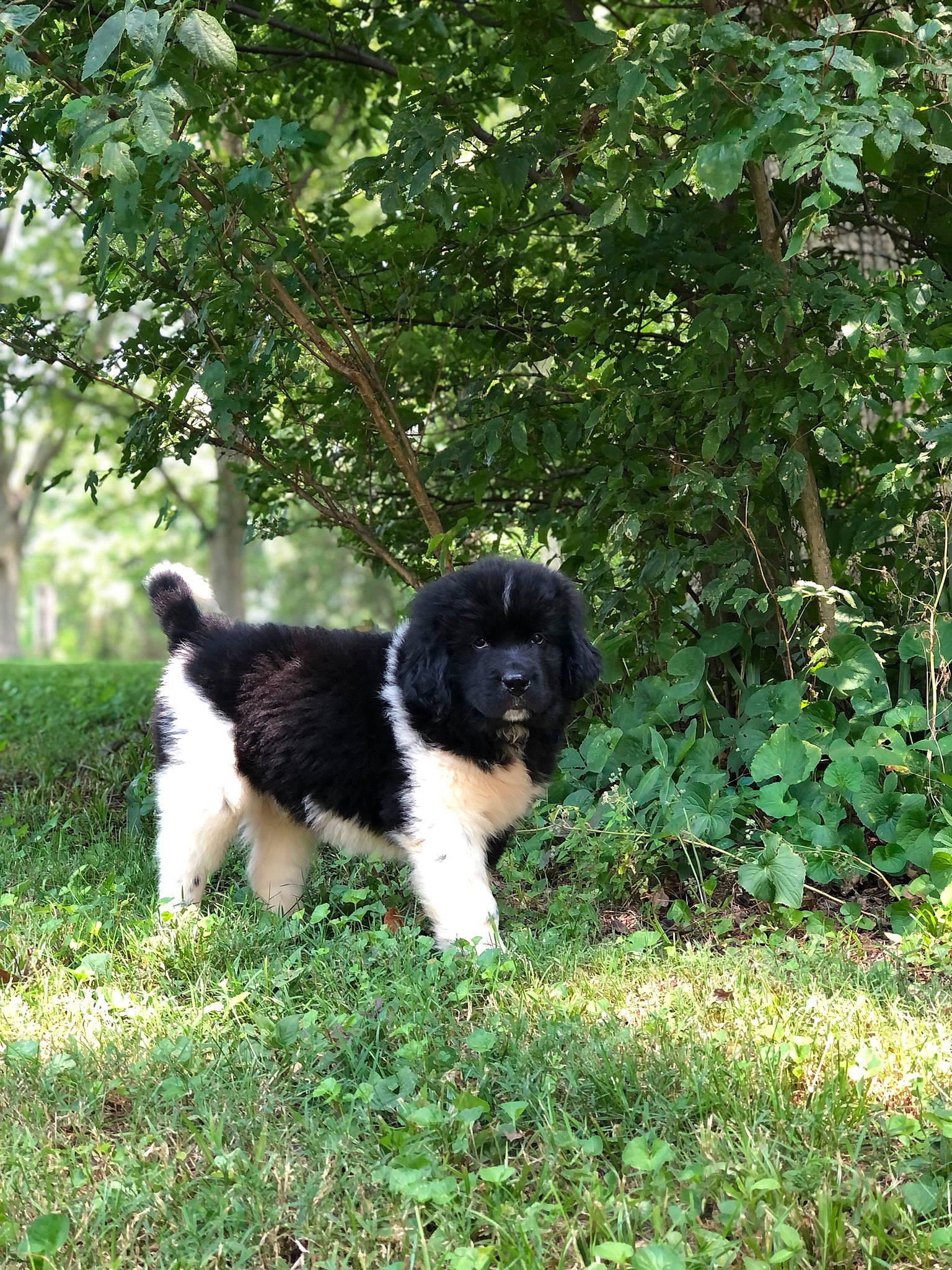 Tobie joined the competition — help win amazing prizes! carnivore, companion_dog, dog, dog_breed, fur, grass, groundcover, gun_dog, herding_dog, plant, shrub, spaniel, sporting_group, tail, terrier, toy_dog, tree, water_dog, working_animal, working_dog