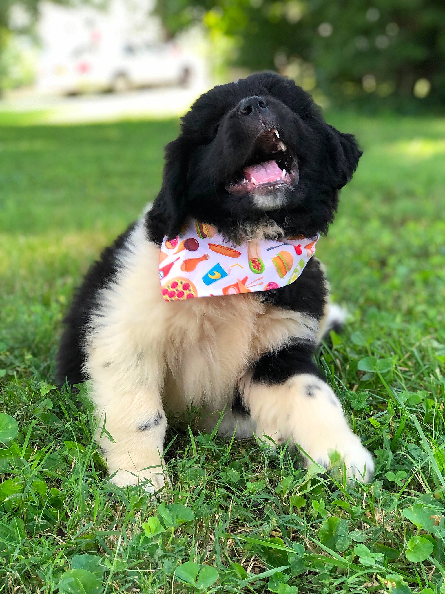 Tobie is registered to the contest to win money with this photo: canidae, carnivore, collar, companion_dog, dog, dog_breed, dog_collar, dog_supply, fur, grass, leash, liver, plant, snout, spaniel, sporting_group, tail, tree, working_animal, working_dog