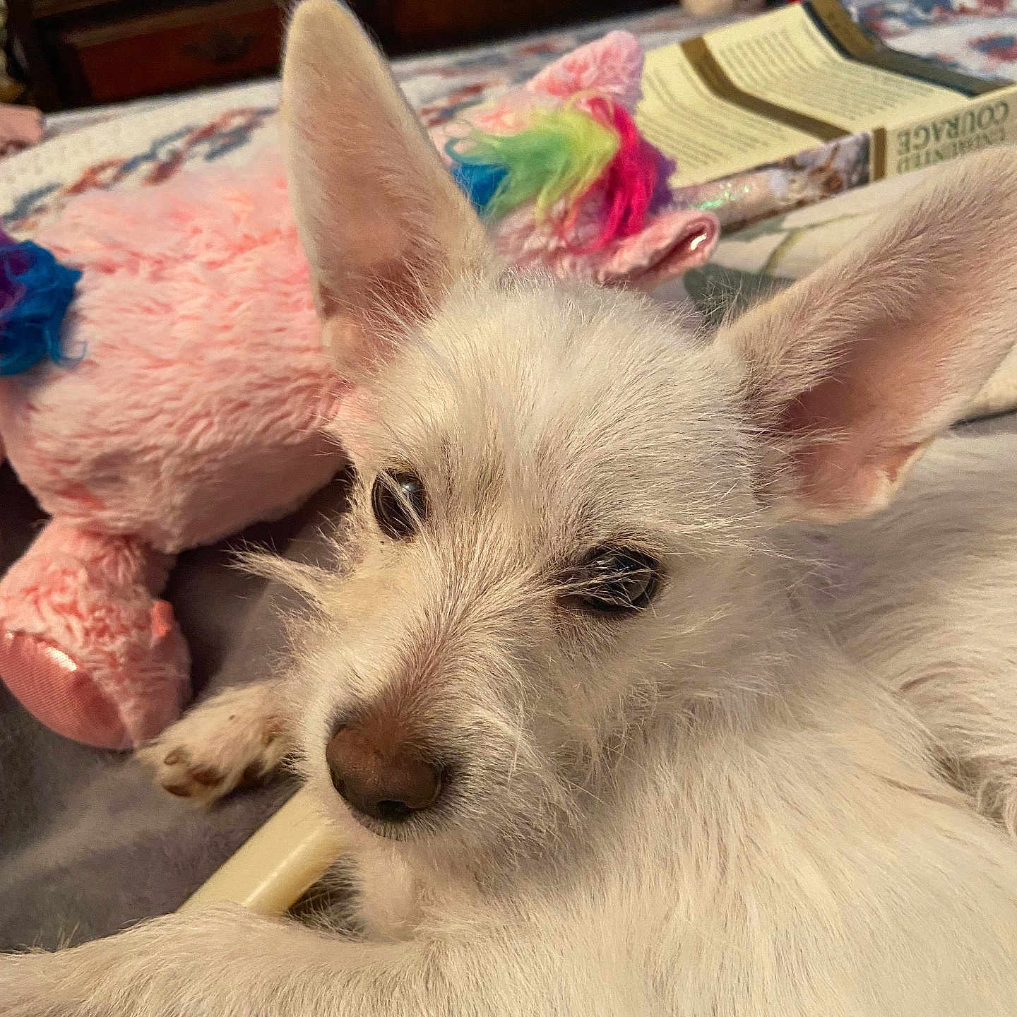 Ffreckles joined the competition — help win amazing prizes! animal, ball, canine, couch, dog, eskimodog, face, furniture, head, indoors, person, pet, photography, portrait, puppy, sport, tennis, tennisball, terrier, whitedog