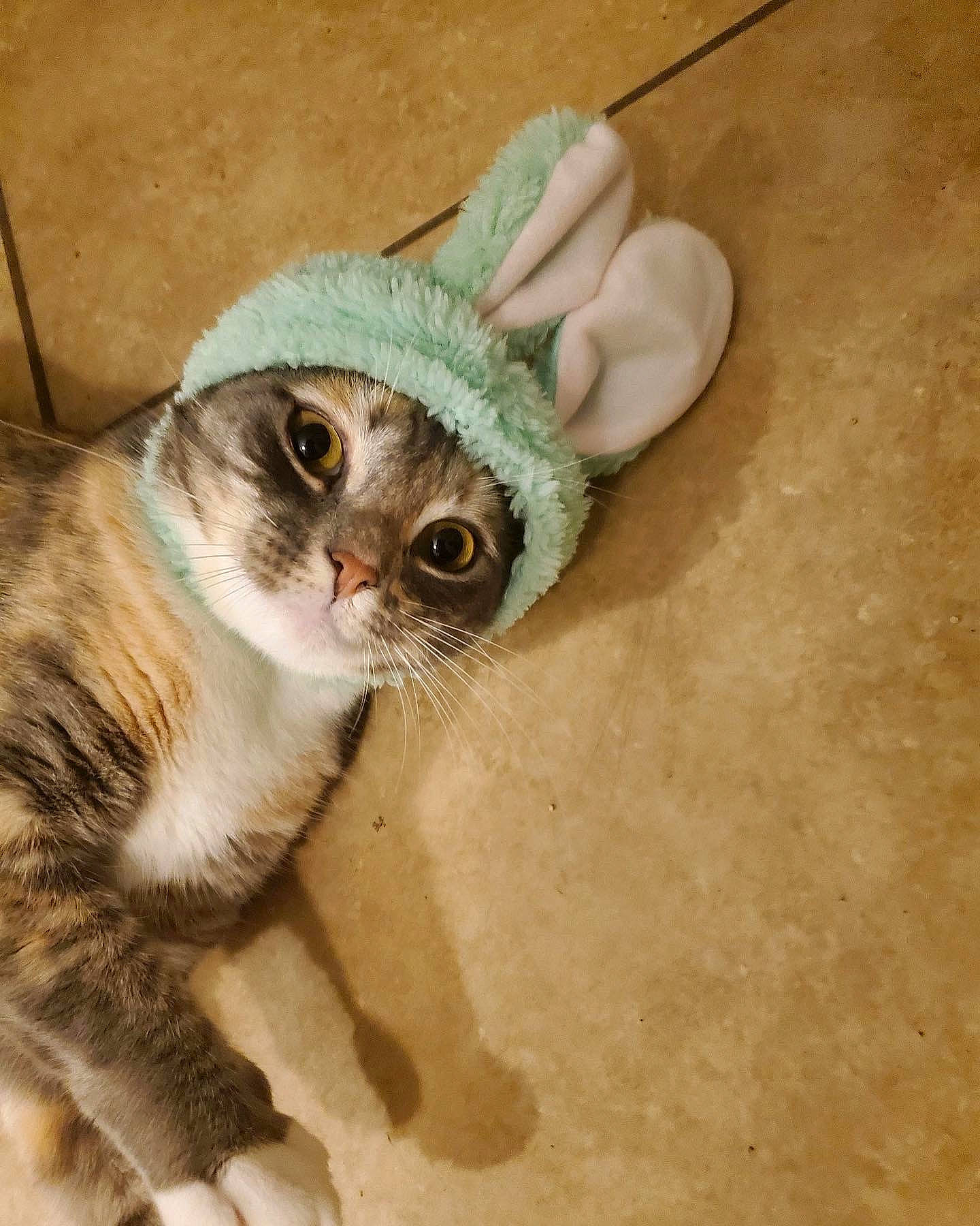 Bunny joined the competition — help win amazing prizes! carnivore, cat, claw, comfort, domestic_short_haired_cat, eyewear, fashion_accessory, fawn, felidae, foot, fur, hat, paw, photo_caption, sitting, small_to_medium_sized_cats, snout, tail, whiskers, wood