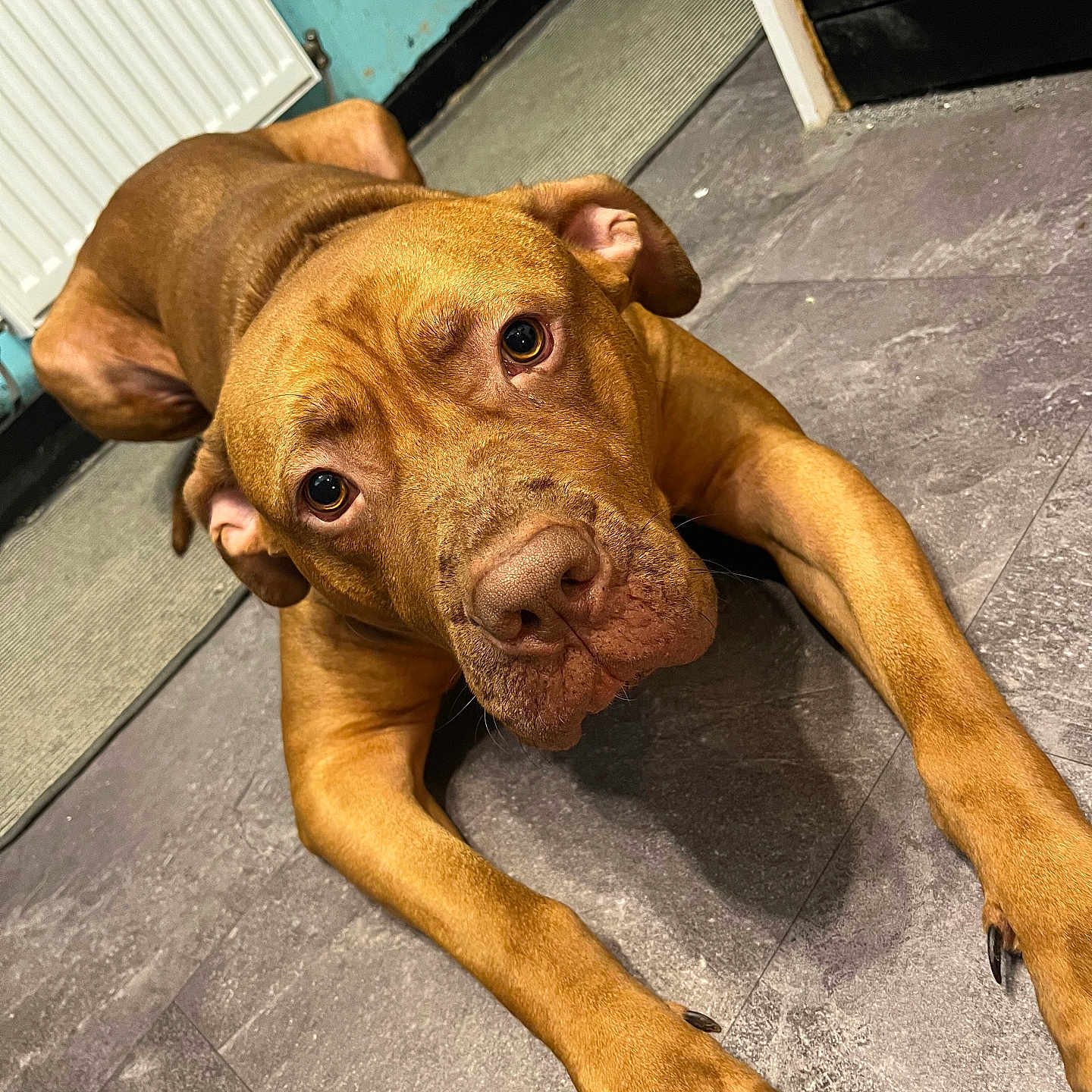 Thor is registered to the contest to win money with this photo: animal, boxer, bulldog, canine, dog, flagstone, frenchbulldog, greatdane, hardwood, hound, labradorretriever, path, pet, pitbull, pointer, puppy, snout, terrier, walkway, wood