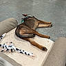 Kodiak is registered to the contest to win money with this photo: animal, brown_dog, casual, collar, comfort, couch, dog, door, dresser, floor, furniture, home_interior, indoor, lying_down, pet, quilted_mat, relaxed, room, stuffed_animal, toy