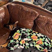 Kodiak is registered to the contest to win money with this photo: animal, blanket, brown, colorful, couch, cozy, dog, floor, household_items, indoor, lamp, leather, patterned_blanket, pet, relaxation, resting, sleeping, storage_boxes, vacuum_cleaner, wooden_table