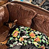 animal, blanket, brown, colorful, couch, cozy, dog, floor, household_items, indoor, lamp, leather, patterned_blanket, pet, relaxation, resting, sleeping, storage_boxes, vacuum_cleaner, wooden_table