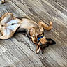 Kodiak is registered to the contest to win money with this photo: animal, brown_dog, canine, collar, companion, dog, domestic_animal, floor, fur, household, indoor, lying_down, paws, pet, playful, relaxed, resting, tail, wood_texture, wooden_floor