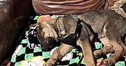 Kodiak is registered to the contest to win money with this photo: animal, blanket, brown, chain_collar, colorful, comfort, cozy, dog, fur, harness, indoor, leather_couch, napping, pattern, paw, pet, relaxation, resting, side_view, sleeping