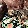animal, blanket, brown, chain_collar, colorful, comfort, cozy, dog, fur, harness, indoor, leather_couch, napping, pattern, paw, pet, relaxation, resting, side_view, sleeping