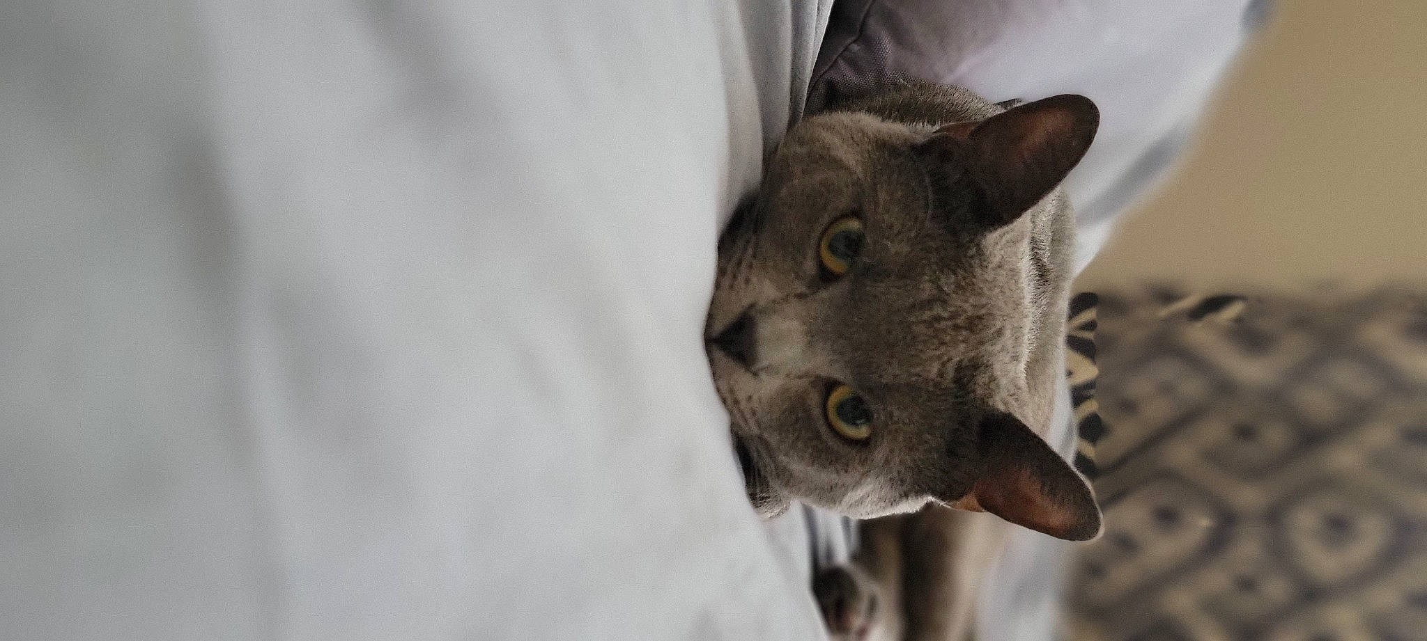 Gary is registered to the contest to win money with this photo: carnivore, cat, domestic_short_haired_cat, ear, felidae, fur, grey, russian_blue, small_to_medium_sized_cats, snout, whiskers