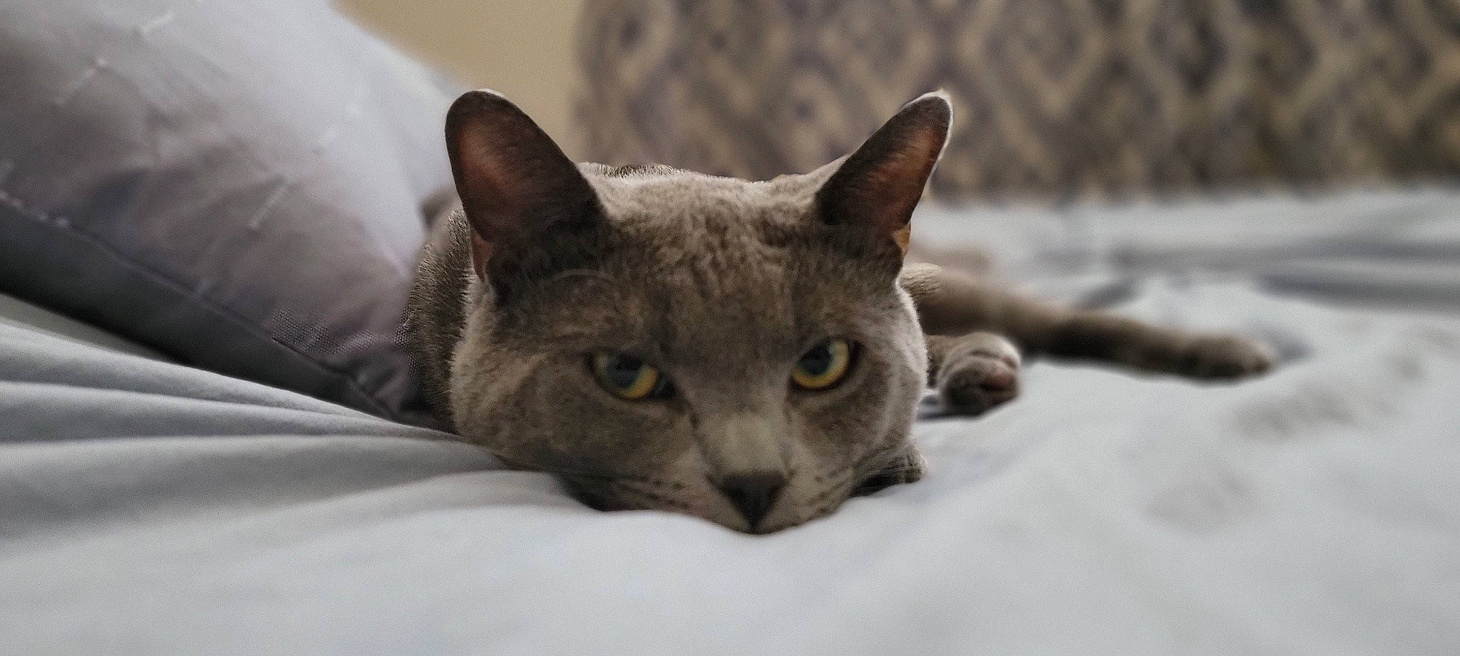 Gary is registered to the contest to win money with this photo: carnivore, cat, comfort, domestic_short_haired_cat, felidae, fur, grey, russian_blue, small_to_medium_sized_cats, snout, terrestrial_animal, whiskers, wildlife