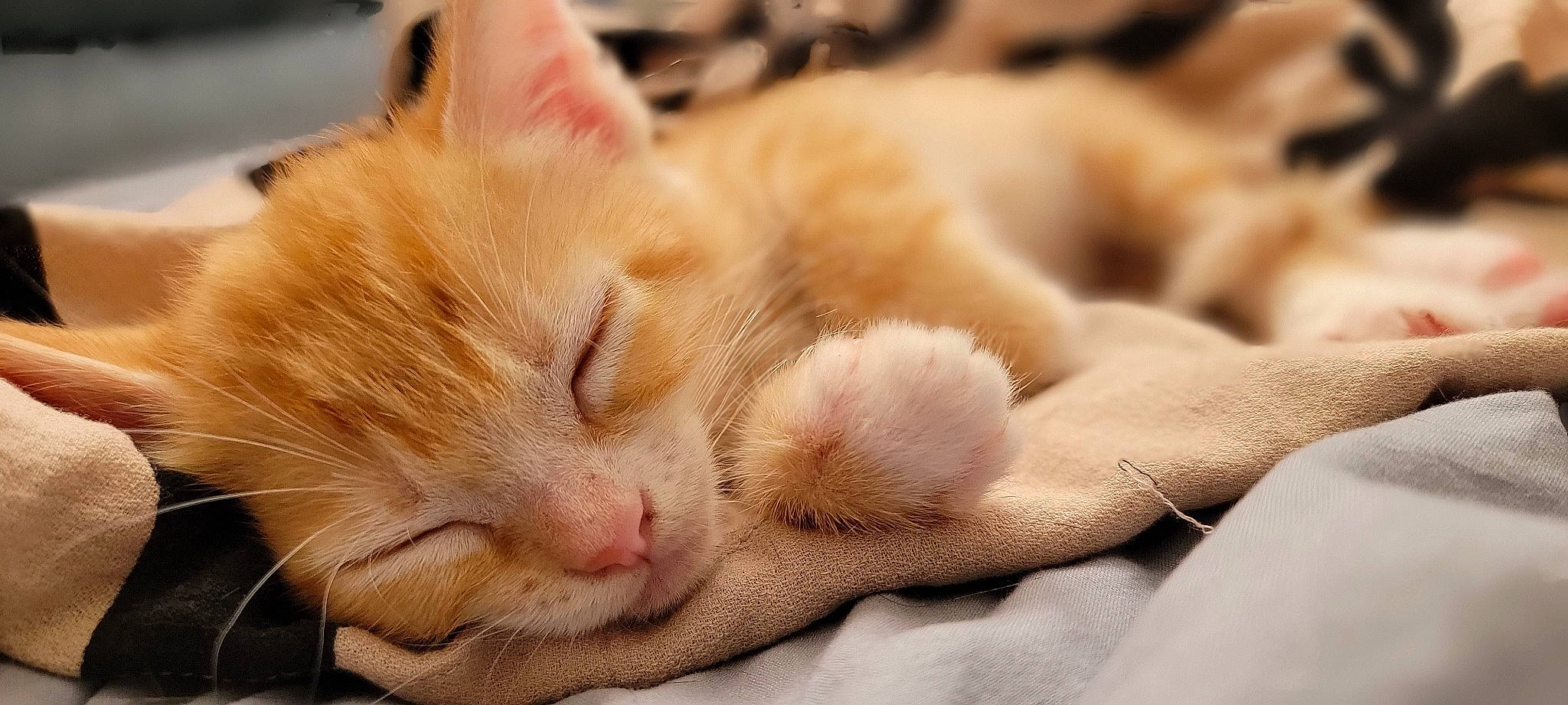 Weasley joined the competition — help win amazing prizes! carnivore, cat, comfort, domestic_short_haired_cat, fawn, felidae, fur, nap, paw, sleep, small_to_medium_sized_cats, snout, whiskers