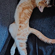 Moumousse a rejoint le concours — aidez-le/la à gagner de superbes lots ! abyssinian, animal, architecture, armchair, blanket, building, cat, chair, couch, cushion, furniture, homedecor, indoors, kitten, livingroom, manx, person, pet, siamese, sleeping