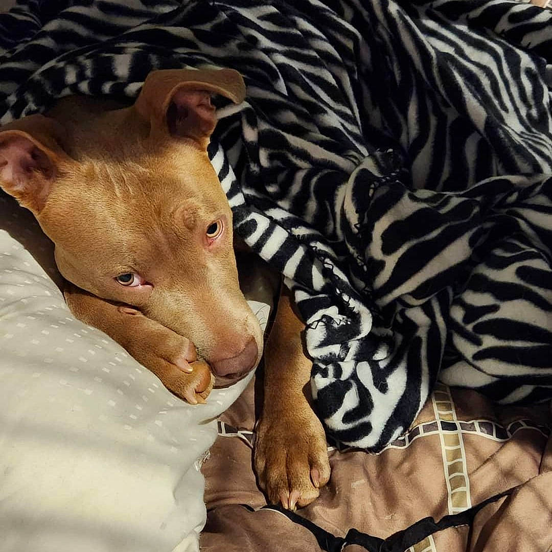 Duke is registered to the contest to win money with this photo: canidae, comfort, companion_dog, dog_breed, domestic_pig, fawn, fur, linens, livestock, pattern, sleeve, snout, sporting_group, suidae, tail, terrestrial_animal, toy_dog, whiskers, working_animal, wrinkle