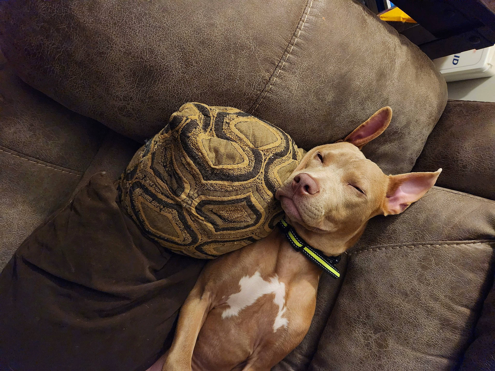 Duke joined the competition — help win amazing prizes! carnivore, cat, comfort, companion_dog, couch, dog, dog_breed, ear, fawn, felidae, fur, linens, small_to_medium_sized_cats, snout, textile, toy_dog, vertebrate, whiskers, working_animal, wrinkle