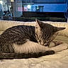 Poppy joined the competition — help win amazing prizes! cat, tabby, sleeping, grooming, indoor, pet, feline, cozy, bed, fluffy, resting, animal, cute, fur, whiskers, tail, peaceful, domestic, window, reflection