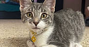 Poppy joined the competition — help win amazing prizes! cat, kitten, gray_and_white, collar, flower_tag, carpet, indoor, pet, feline, lying_down, curious, yellow_eyes, whiskers, ears, fur, close_up, bedroom, curtains, ambient_lighting, domestic_animal