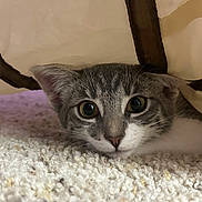 Poppy joined the competition — help win amazing prizes! cat, kitten, animal, pet, fur, whiskers, carpet, texture, eyes, curious, hiding, indoor, fabric, beige, closeup, portrait, cute, small, resting, cozy