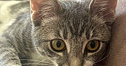 Poppy joined the competition — help win amazing prizes! animal, blanket, cat, close_up, couch, cozy, curious, domestic_cat, fur, furniture, gray_cat, indoor, mammal, pet, portrait, relaxed, soft_texture, whiskers, white_paw, yellow_eyes