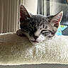 cat, kitten, sleeping, resting, fluffy, cushion, window, natural_light, gray_tabby, whiskers, ears, closeup, indoor, cozy, peaceful, pet, animal, nap, soft_texture, feline