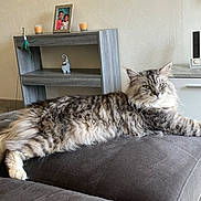 Prince a rejoint le concours — aidez-le/la à gagner de superbes lots ! animal, candles, cat, cushion, decor, floor, fluffy_cat, framed_photo, furniture, gray_cat, home, indoor, lounging, modern, pet, portrait, relaxed, shelf, stretching, tile
