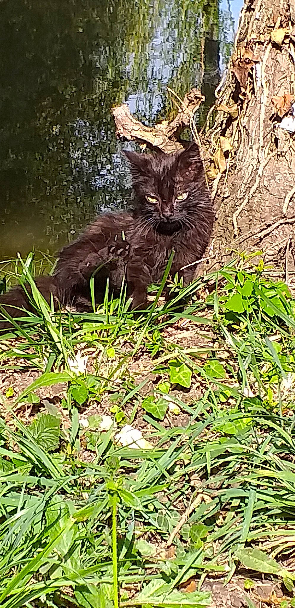 Pirate a rejoint le concours — aidez-le/la à gagner de superbes lots ! asian, carnivore, cat, domestic_short_haired_cat, felidae, grass, mammal, plant, small_to_medium_sized_cats, whiskers, wild_cat