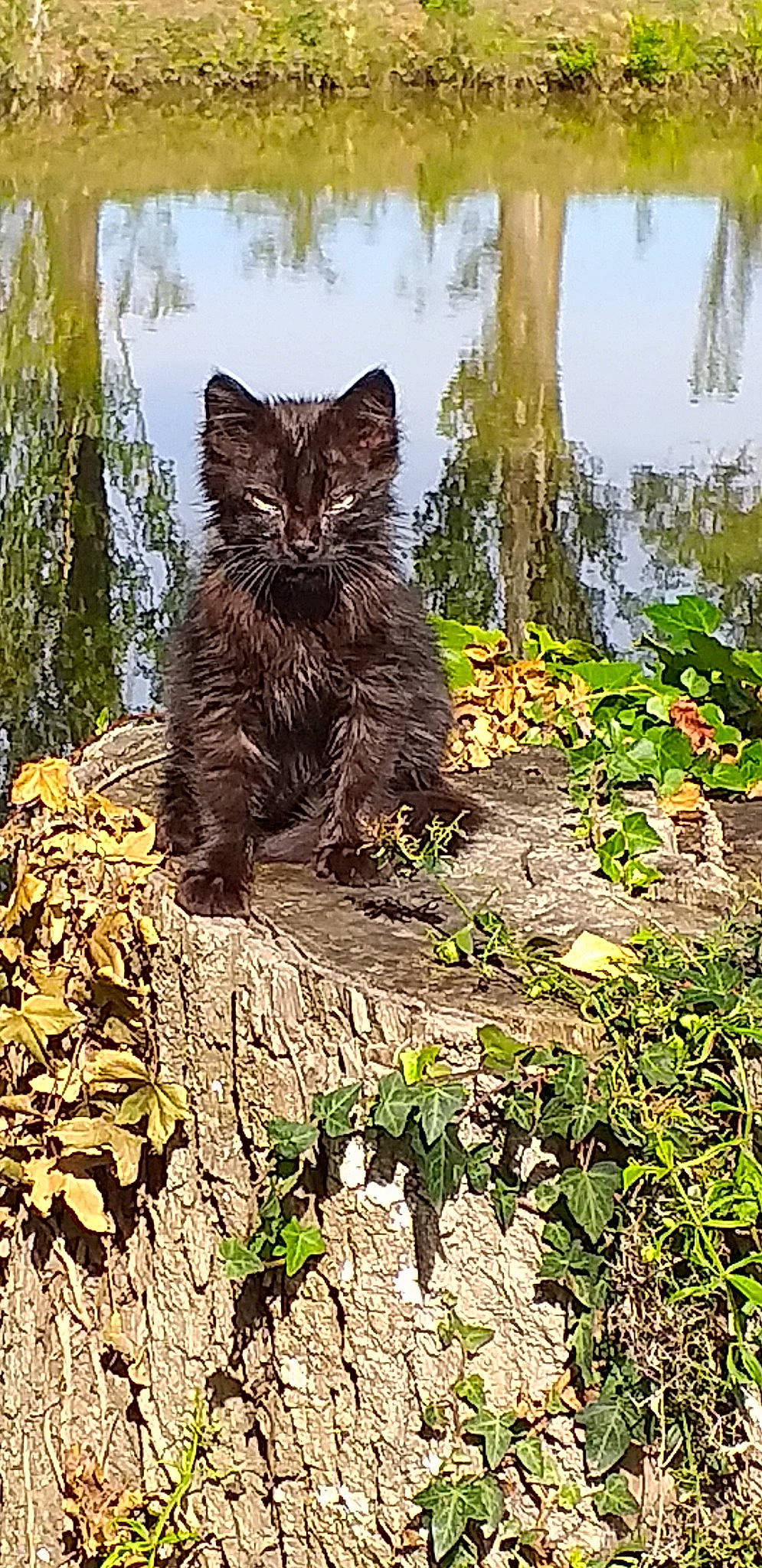 Pirate participe au concours pour gagner de l'argent avec cette photo : carnivore, cat, domestic_short_haired_cat, european_shorthair, felidae, grass, kitten, maine_coon, plant, small_to_medium_sized_cats, tree, whiskers, wild_cat, wildlife
