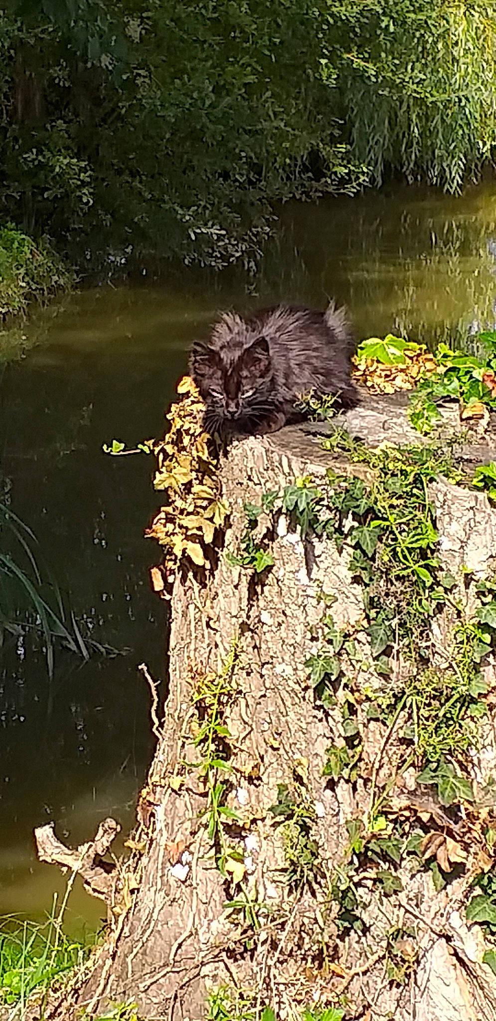 Pirate a rejoint le concours — aidez-le/la à gagner de superbes lots ! bank, bayou, creek, forest, leaf, nature_reserve, plant, pond, riparian_forest, riparian_zone, river, stream, swamp, tree, trunk, water, watercourse, wetland