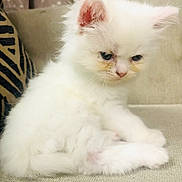 Henry is registered to the contest to win money with this photo: kitten, cat, white_fur, pet, cute, fur, animal, indoor, couch, pillow, small, young, feline, fluffy, sitting, soft_light, domestic, portrait, closeup, cozy