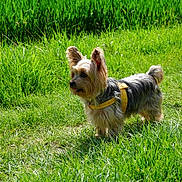 Cerise a rejoint le concours — aidez-le/la à gagner de superbes lots ! dog, grass, outdoor, pet, canine, animal, sunlight, nature, field, small_dog, fur, standing, yellow_harness, greenery, daytime, tongue_out, ears_up, mammal, walking_path, playful