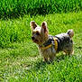 dog, grass, outdoor, pet, canine, animal, sunlight, nature, field, small_dog, fur, standing, yellow_harness, greenery, daytime, tongue_out, ears_up, mammal, walking_path, playful