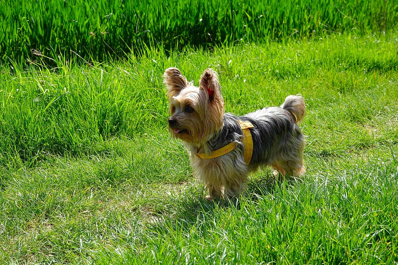 Cerise a rejoint le concours — aidez-le/la à gagner de superbes lots ! dog, grass, outdoor, pet, canine, animal, sunlight, nature, field, small_dog, fur, standing, yellow_harness, greenery, daytime, tongue_out, ears_up, mammal, walking_path, playful