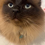 Bagheera is registered to the contest to win money with this photo: cat, fluffy, blue_eyes, close_up, pet, whiskers, feline, indoor, collar, curious, soft_fur, portrait, domestic_animal, animal, cute, mammal, face, looking_up, brown_fur, adorable