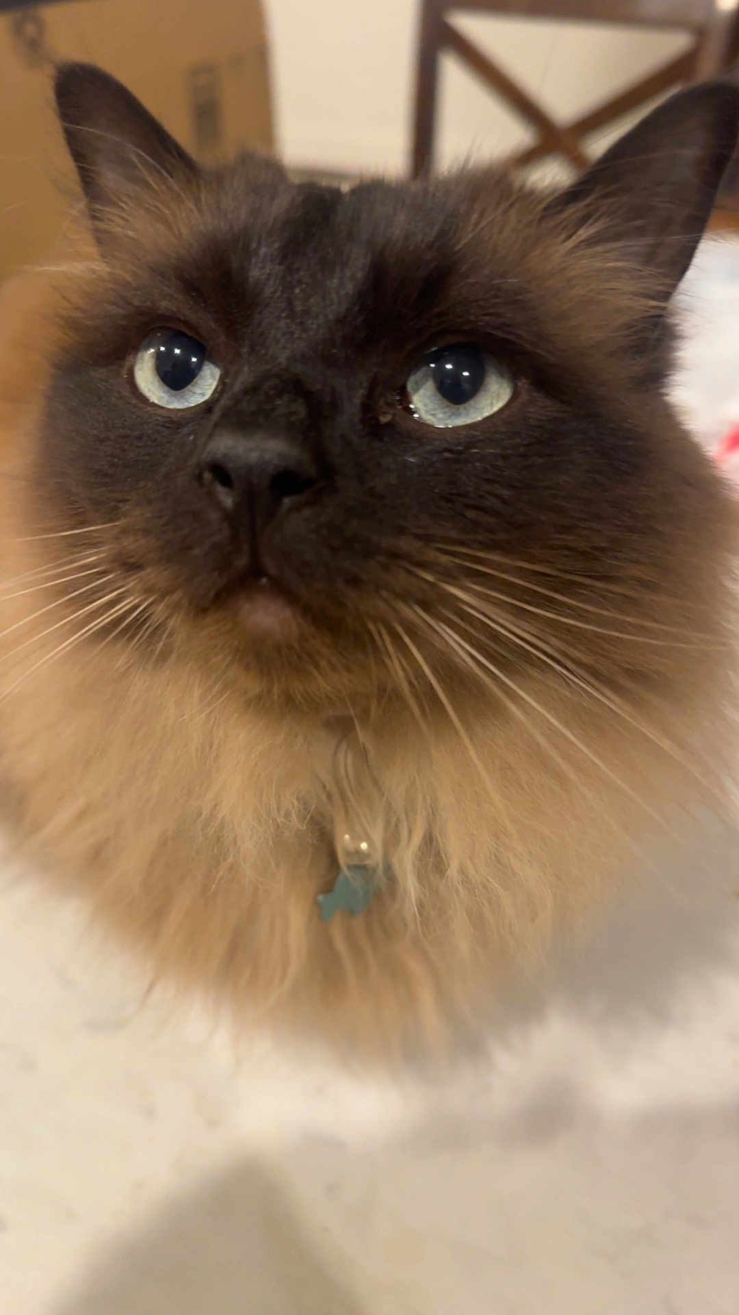 Bagheera