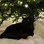 black_cat, cat, christmas_tree, lights, indoor, fluffy_rug, holiday, decorations, greenery, fur, cozy, pet, animal, feline, relaxing, dark, shadow, comfort, home, festive