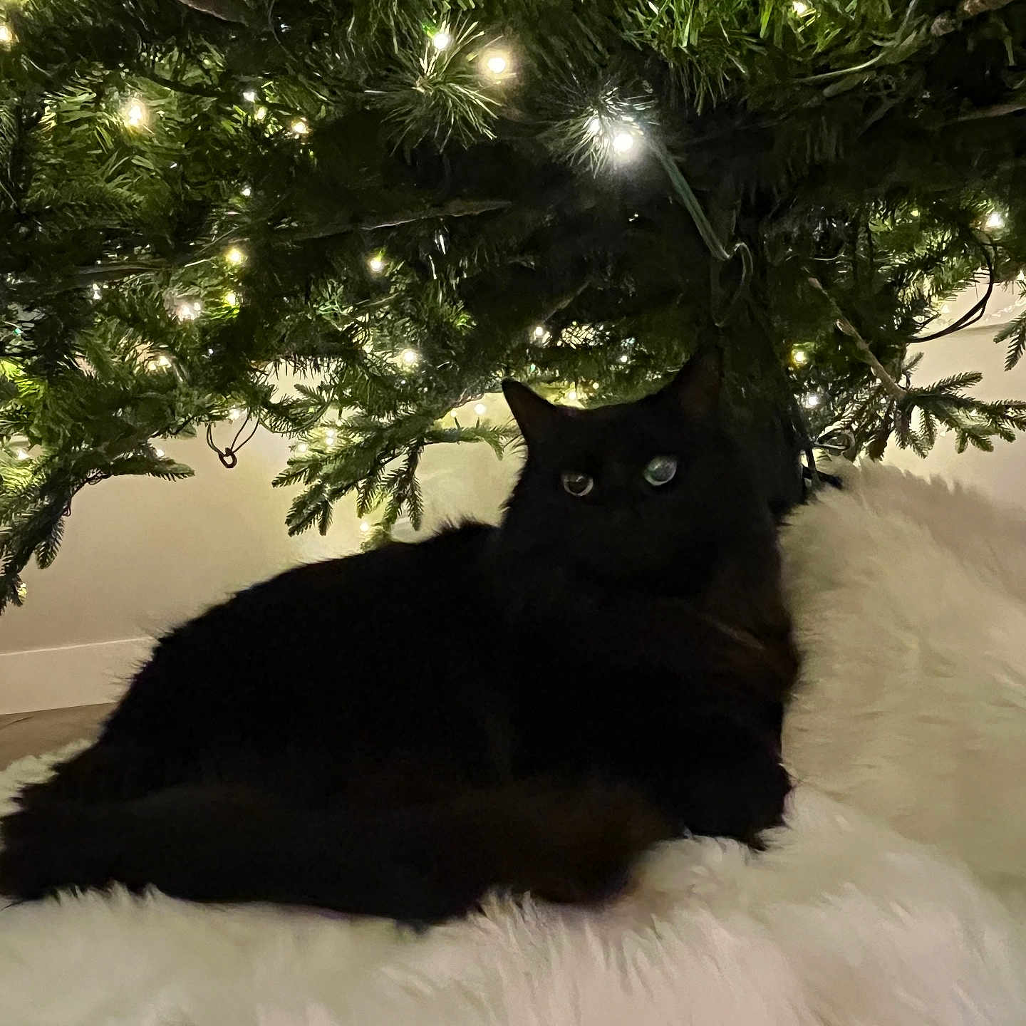 Kyoka joined the competition — help win amazing prizes! animal, black_cat, cat, christmas_tree, comfort, cozy, dark, decorations, feline, festive, fluffy_rug, fur, greenery, holiday, home, indoor, lights, pet, relaxing, shadow