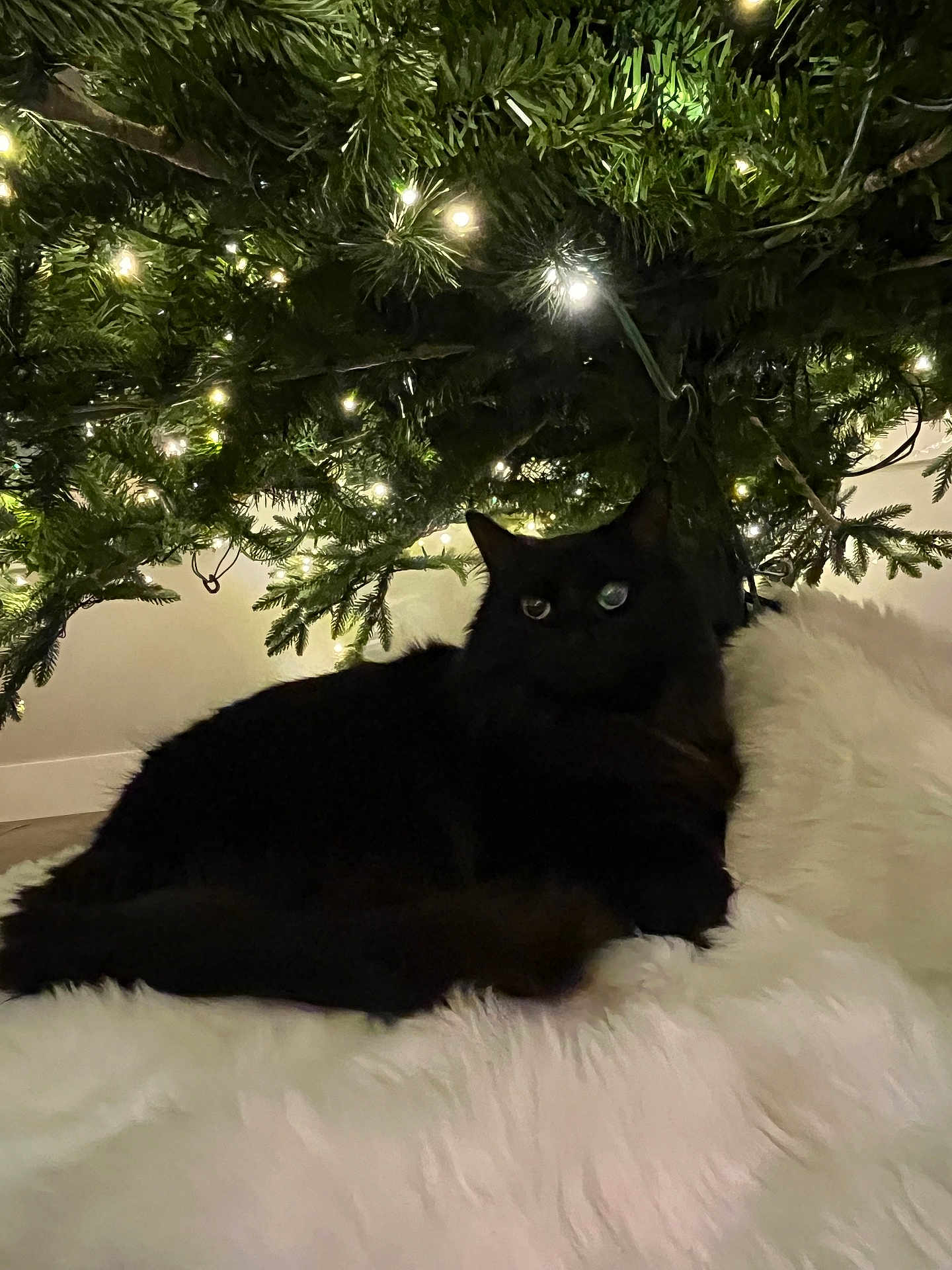 Kyoka joined the competition — help win amazing prizes! black_cat, cat, christmas_tree, lights, indoor, fluffy_rug, holiday, decorations, greenery, fur, cozy, pet, animal, feline, relaxing, dark, shadow, comfort, home, festive