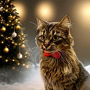 Simba is registered to the contest to win money with this photo: cat, tabby_cat, red_bow_tie, christmas_tree, ornaments, lights, holiday, festive, decorations, indoor, furry, pet, portrait, whiskers, soft_lighting, mist, celebration, close_up, cute, animal
