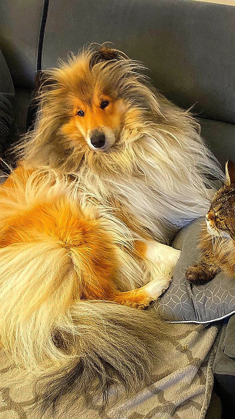 Pippa participe au concours pour gagner de l'argent avec cette photo : blond, canidae, carnivore, companion_dog, dog, dog_breed, fawn, fur, german_spitz, liver, masai_lion, pomeranian, snout, spitz, sporting_group, terrestrial_animal, toy_dog, whiskers, wildlife, working_animal