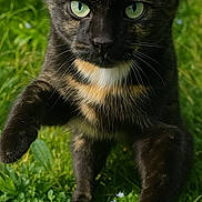 Pitchounette participe au concours pour gagner de l'argent avec cette photo : alert, animal, cat, close_up, curious, daylight, feline, fur, grass, green_eyes, mammal, nature, outdoor, paw, pet, playful, portrait, walking, whiskers, wildlife