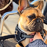 Vaddy a rejoint le concours — aidez-le/la à gagner de superbes lots ! dog, french_bulldog, pet, close_up, outdoor, chair, harness, hand, animal, ears, face, brown, black, seat, cute, companion, expression, sunlight, blurred_background, resting